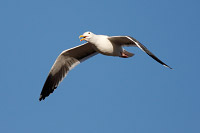 Western Gull (Larus occidentalis) [Topolobampo (sin), Mexico]