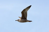 Western Gull (Larus occidentalis) [Puerto Peñasco (son), Mexico]