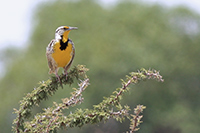 Western Meadowlark (Sturnella neglecta) [Asientos (municipio - agu), Mexico]