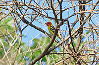 Western Tanager (Piranga ludoviciana) [Parque La Campana (Colima), Mexico]