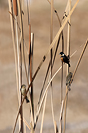 Cinnamon-rumped Seedeater (Sporophila torqueola) [Parque México (Aguascalientes), Mexico]