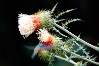 White-eared Hummingbird