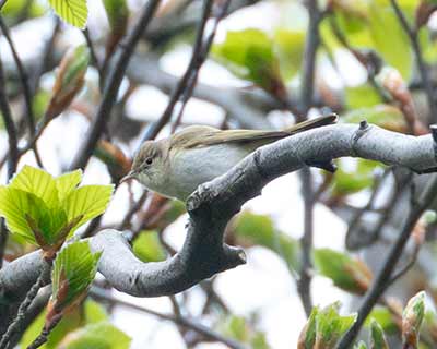 Western Bonelli's Warbler (Phylloscopus bonelli) [Jægersborg Dyrehave, Denmark]