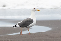 Western Gull (Larus occidentalis) [Península Campos (Manzanillo), Mexico]