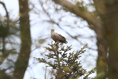 White-tailed Eagle (Haliaeetus albicilla) [Kongelundsområdet, Amager, Denmark]