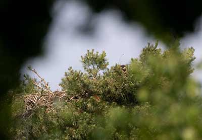 White-tailed Eagle (Haliaeetus albicilla) [Kongelundsområdet, Amager, Denmark]