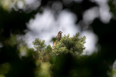 White-tailed Eagle (Haliaeetus albicilla) [Kongelundsområdet, Denmark]