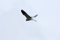 White-tailed Kite (Elanus leucurus) [La Condesa (mi casa en Cd Guzmán), Mexico]