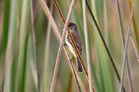 White-throated Flycatcher
