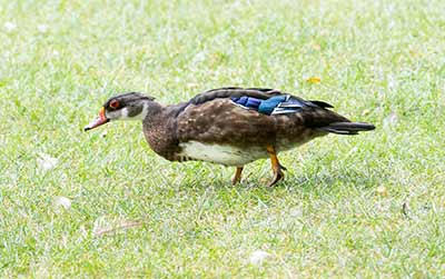 Wood Duck (Aix sponsa) [Tømmerupvej (Tårnby), Denmark]