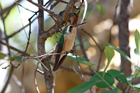 Xantus's Hummingbird