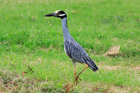 Yellow-crowned Night Heron