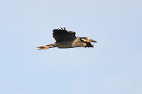 Yellow-crowned Night Heron