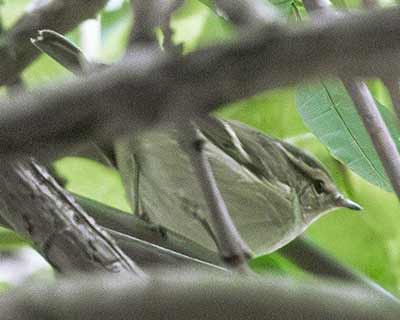 Yellow-browed Warbler (Phylloscopus inornatus) [Holmens Kirkegård (København), Denmark]