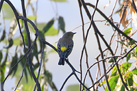 Yellow-rumped Warbler (Setophaga coronata) [Jardín Botánico de UNAM (cdmx), Mexico]