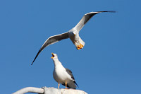 Yellow-footed Gull (Larus livens) [Topolobampo (sin), Mexico]