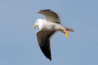Yellow-footed Gull (Larus livens) [Puerto Peñasco (son), Mexico]