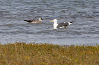 Yellow-footed Gull (Larus livens) [Puerto Peñasco (son), Mexico]
