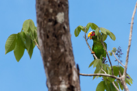 Yellow-lored Parrot