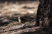 Yellow-rumped Warbler (Setophaga coronata) [Parque Héroes (Aguascalientes), Mexico]