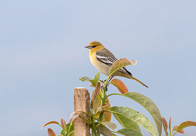 Bullock's Oriole
