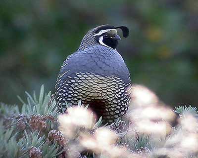 California Quail