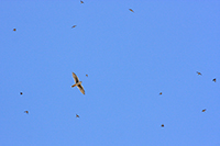 Prairie Falcon