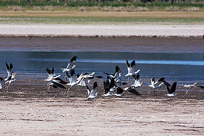 American Avocet