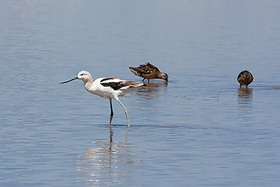 American Avocet
