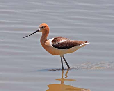 American Avocet