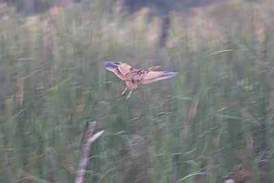 American Bittern