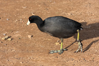 American Coot