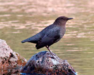 American Dipper