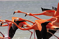 American Flamingo