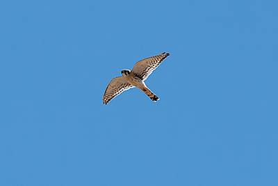 American Kestrel
