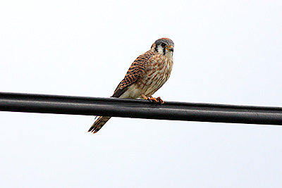 American Kestrel