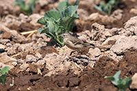 American Pipit