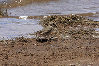 American Pipit