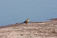 American Pipit