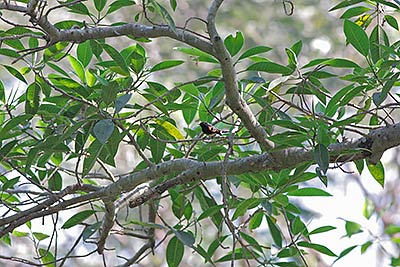 American Redstart