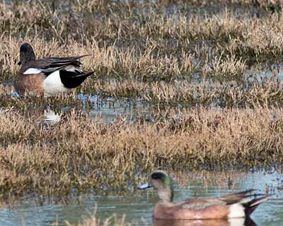 American Wigeon