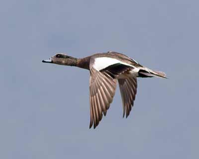 American Wigeon