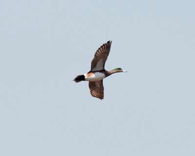 American Wigeon