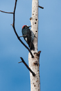 Acorn Woodpecker