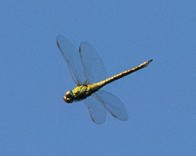 Blue-eyed Hawker