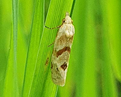 Smeathmann's Aethes Moth