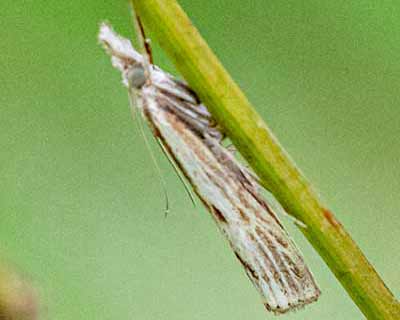 Barred Grass-Veneer