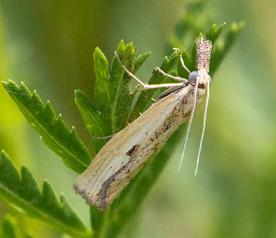 Barred Grass-Veneer
