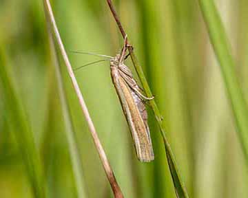 Pale-streak Grass-Veneer