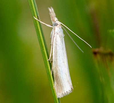 Agriphila straminella